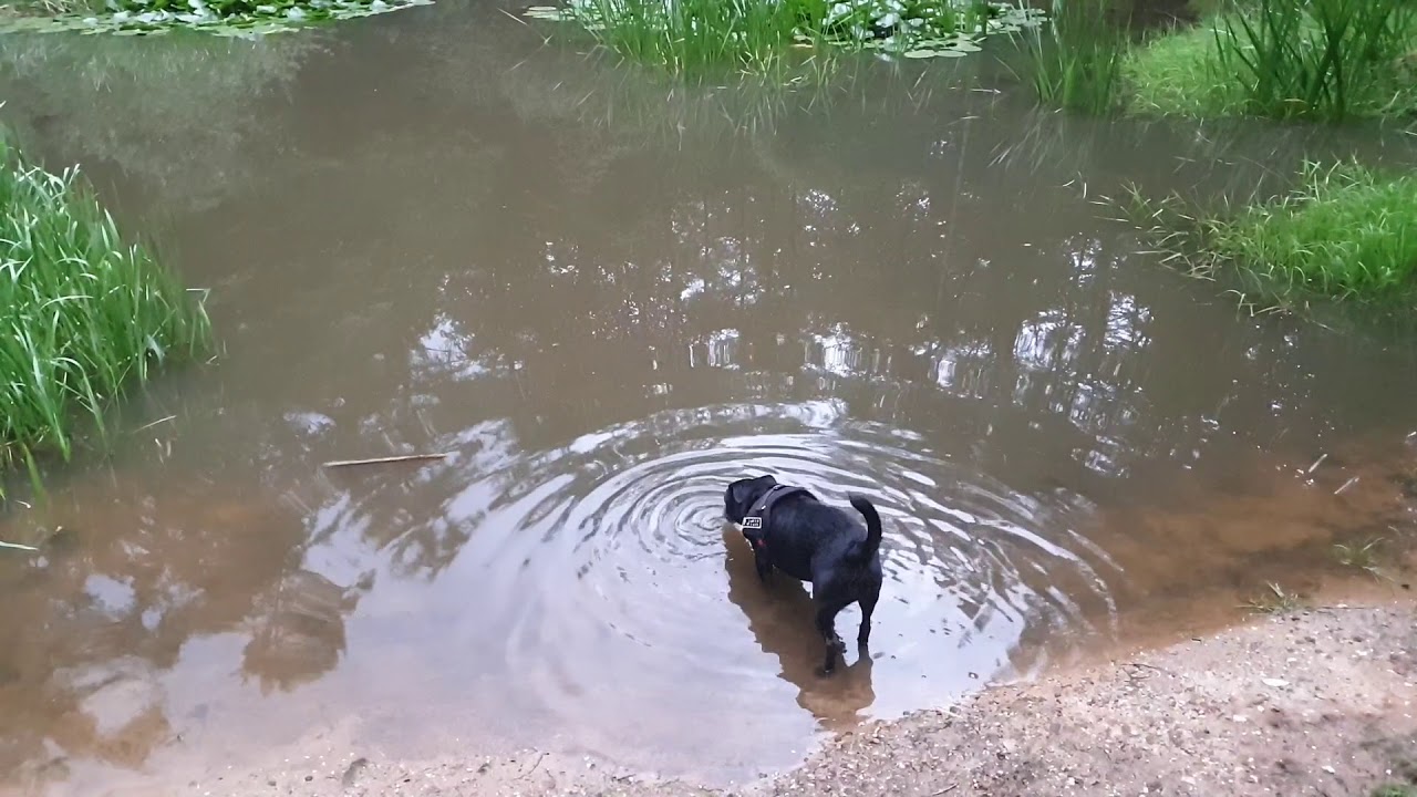 Whooping sound - Bigfoot in the Netherlands?