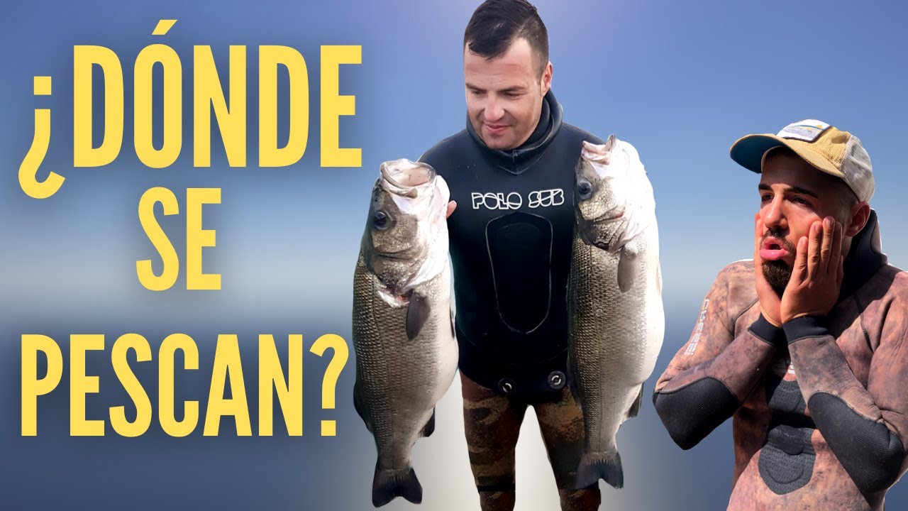 CONSIGUE pescar LUBINAS a POCA AGUA **ACCIONES Pesca Submarina LUBINAS**