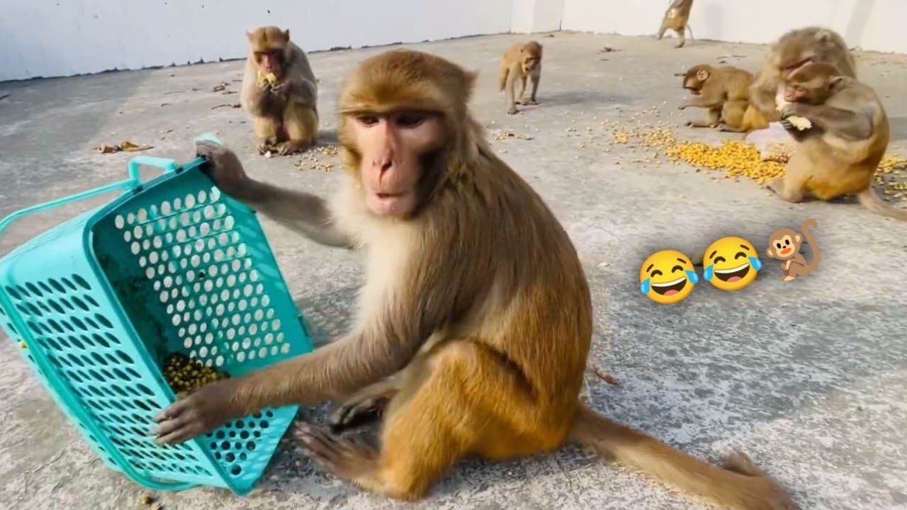 Monkeys Very Very Funny Chana And Banana Party🤣🤣🐒| Feeding Monkeys