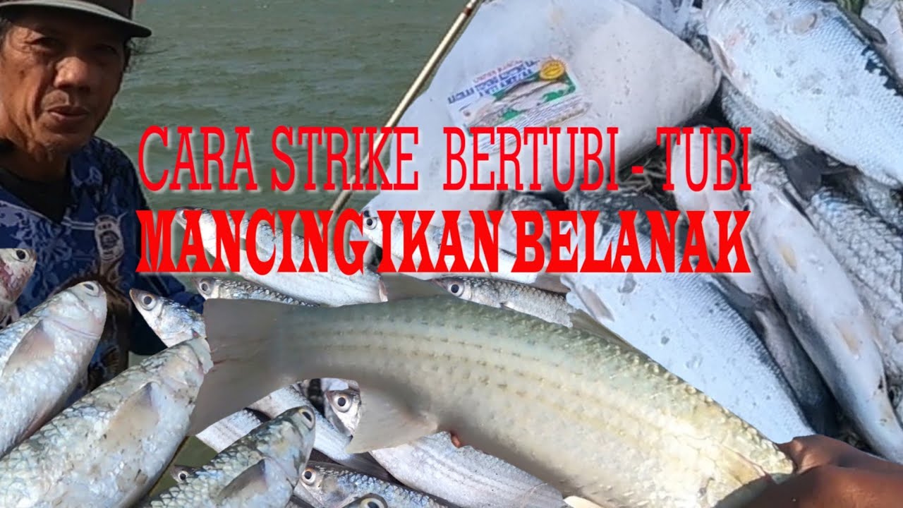 Cara Mudah Strike Bertubi - Tubi, Mancing Belanak / Mullet Fishing