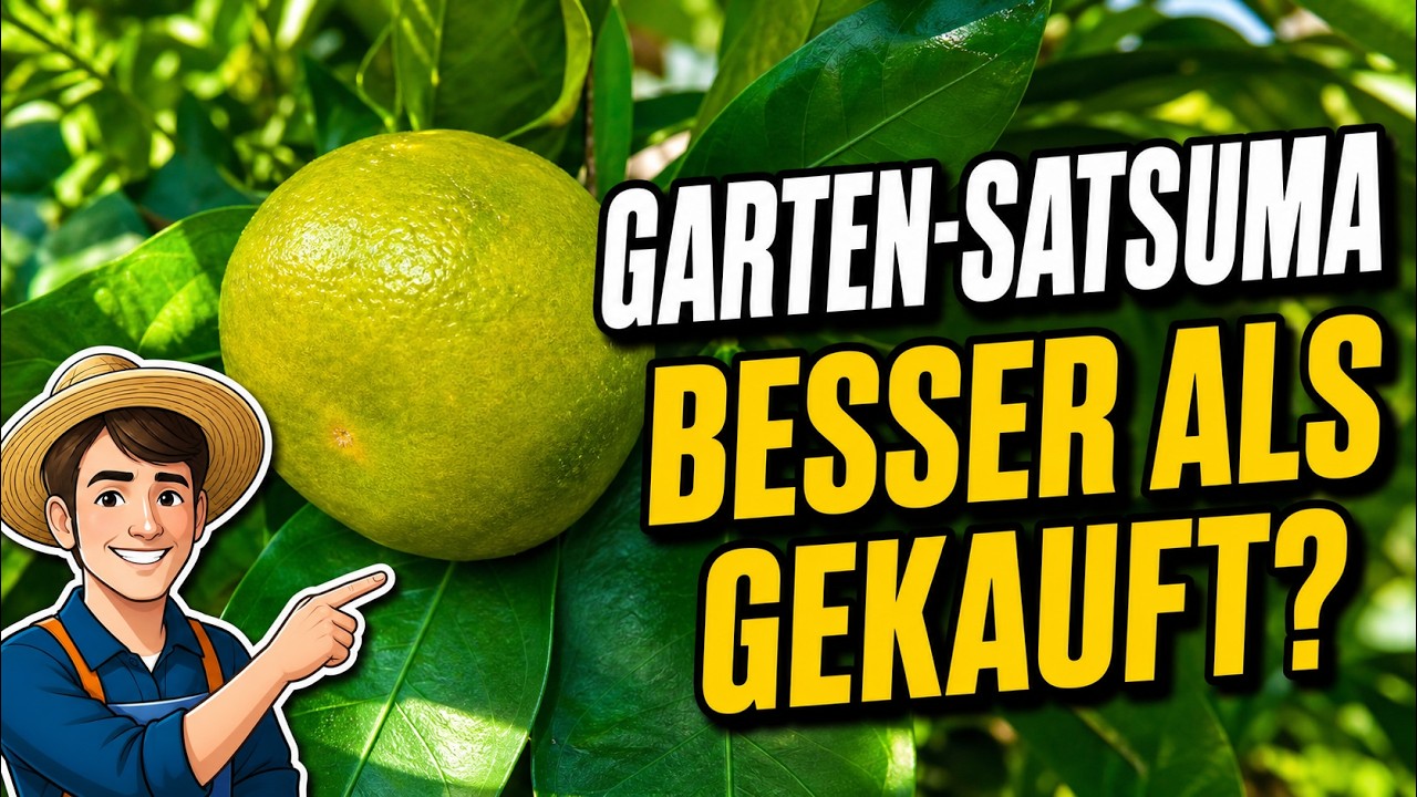 Handelsklasse A - Echt jetzt? Besser Satsuma aus dem eigenen Garten 27.10.2024