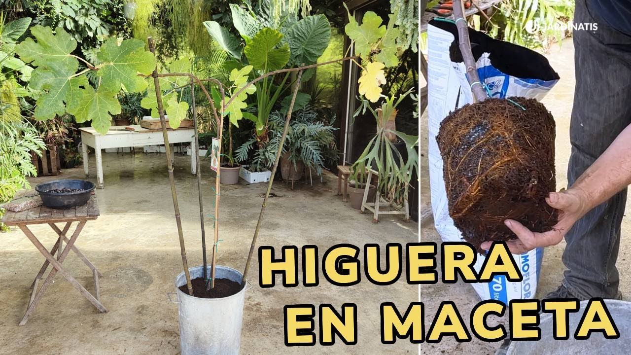 HIGUERA en maceta: C&oacute;mo cultivarla en la terraza // Jardinatis