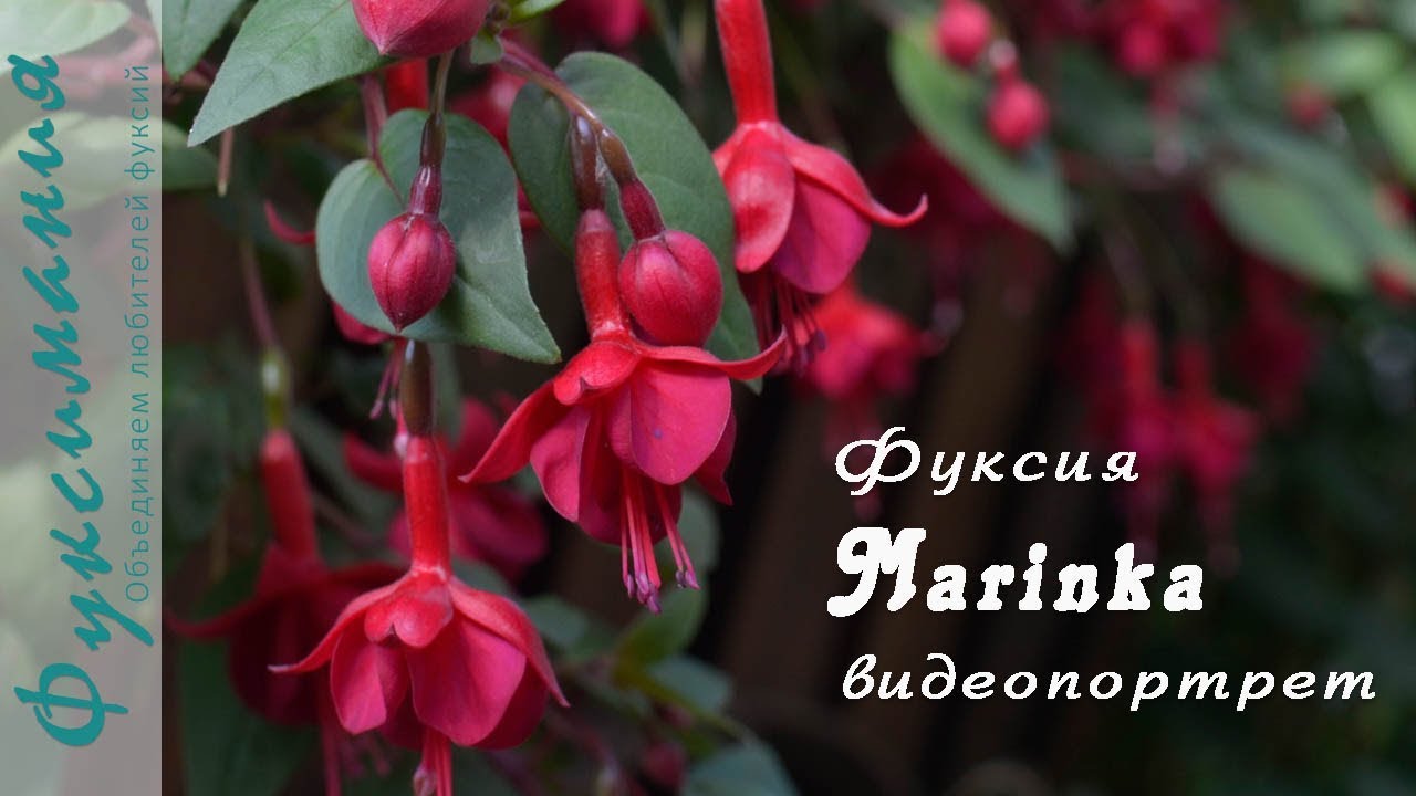 Фуксия Marinka, видеопортрет