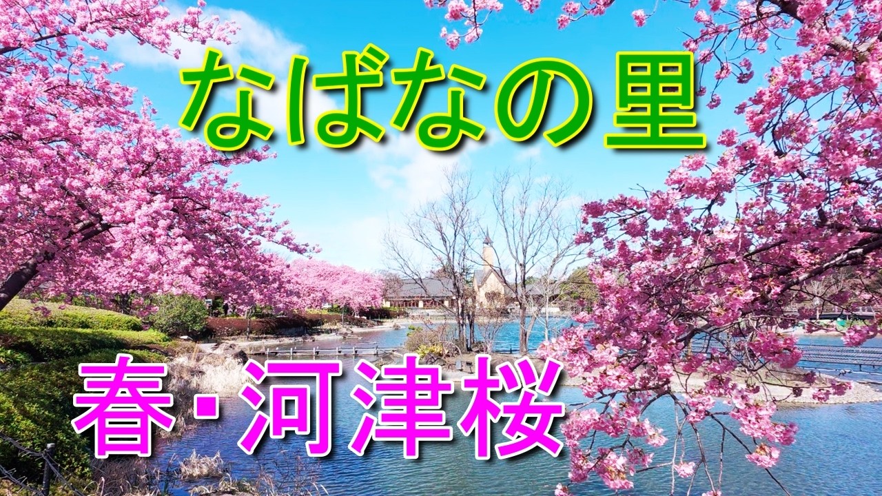 なばなの里「早春の叙事詩」河津桜が舞う風景｜次の季節を育む人々に想いを寄せて