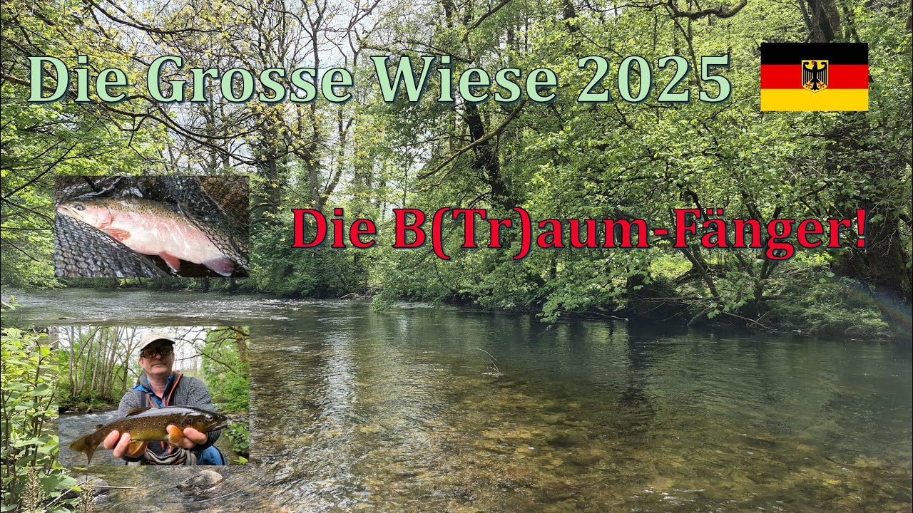 Fliegenfischen an der Grossen Wiese, Schwarzwald, Deutschland - Bachforellen, Regenbogenforellen