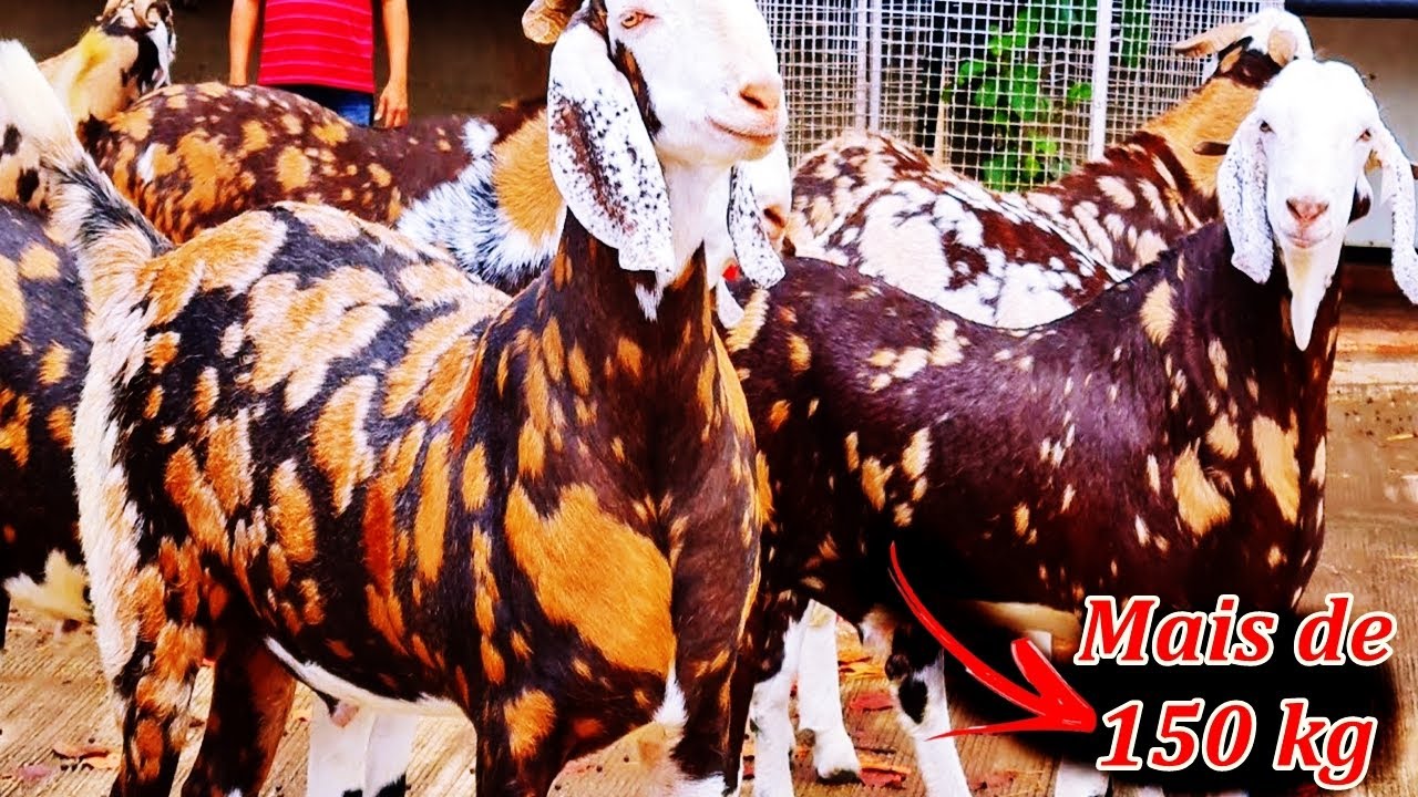 Elas são as CABRAS MAIS BONITAS e MAIS RESISTENTES do MUNDO!