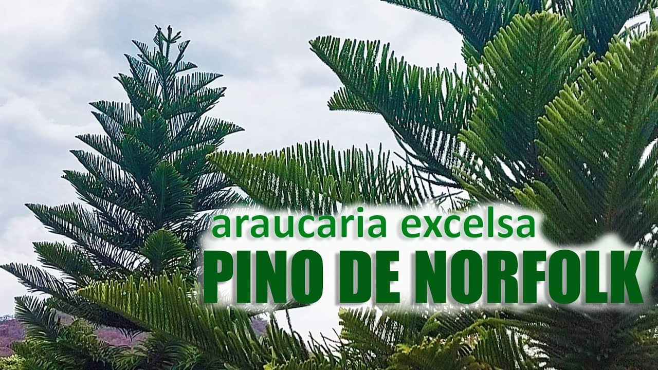 Aurucaria excelsa o pino Norfolk, un pino espectacular. ¡CONOCELO!