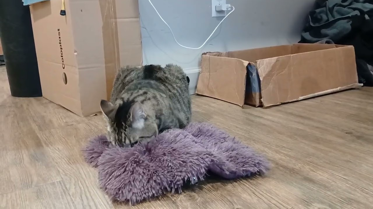 Shelby's New Catnip 