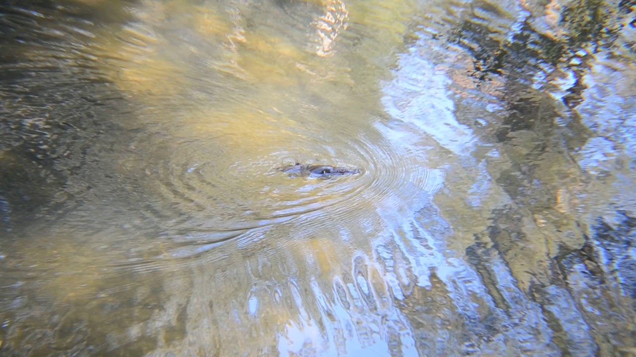 Platypus showing off