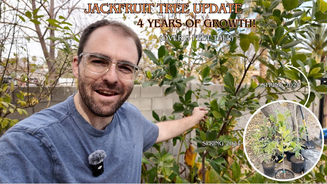 4-Year-Old Jackfruit Tree Thriving! How I've Planted & Cared for It in My Phoenix Food Forest!