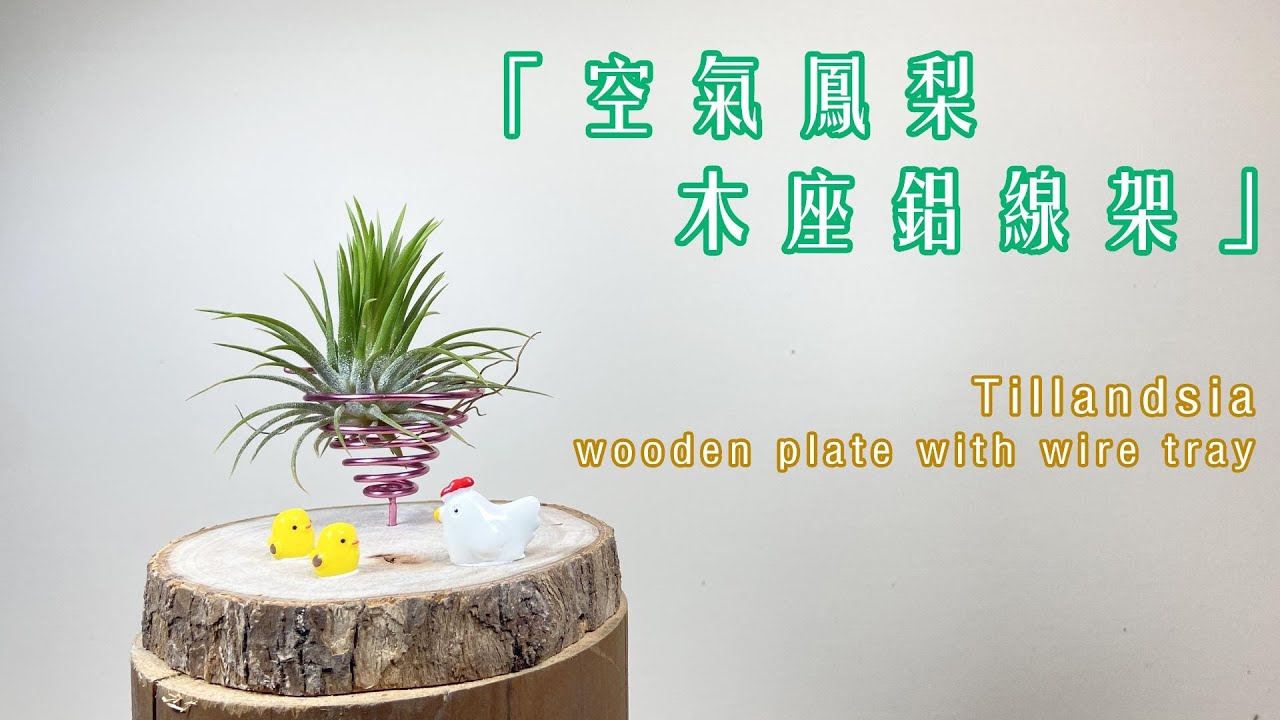 一起製作空鳳的家吧！空氣鳳梨木座鋁線架 DIY Tillandsia wooden plate with wire tray