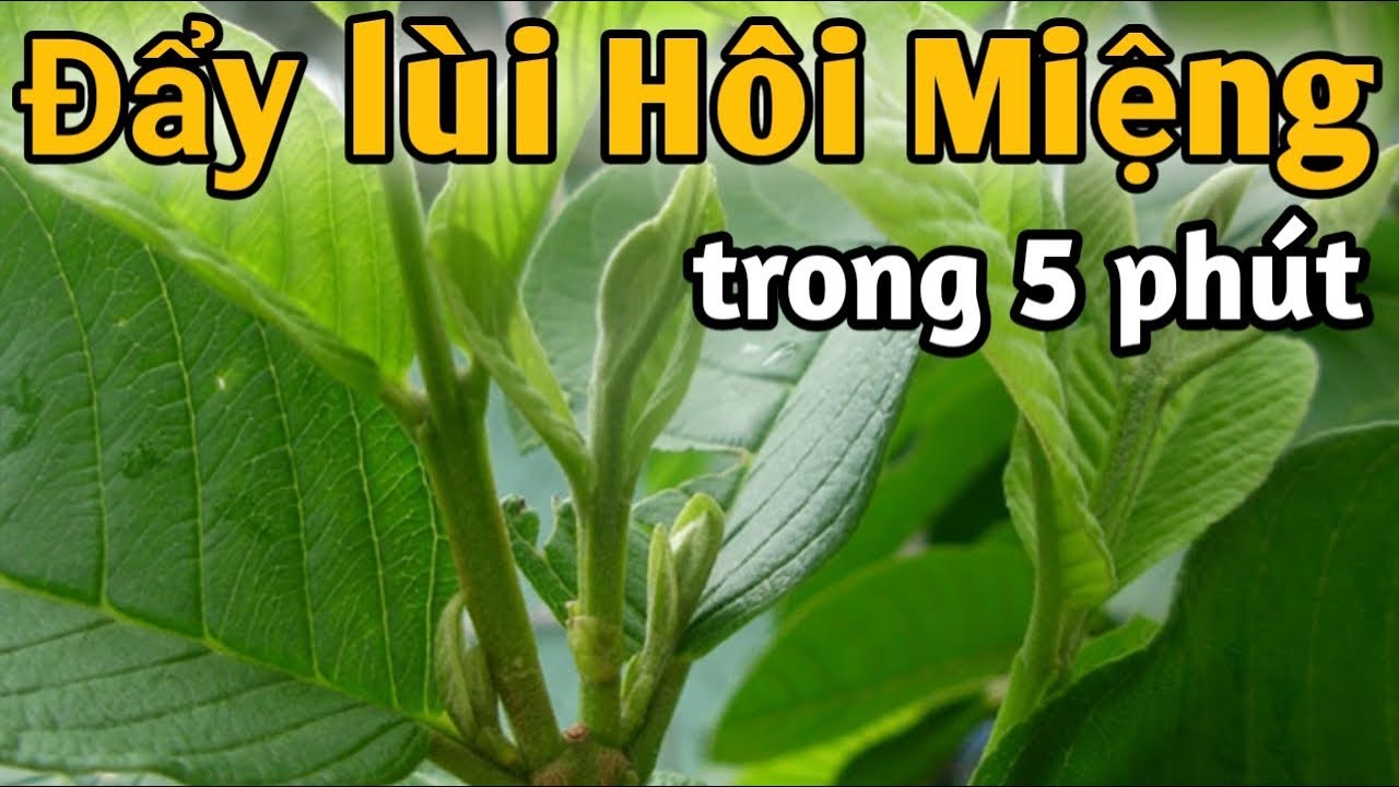 4 cách trị Hôi Miệng. PHAN HẢI Channel