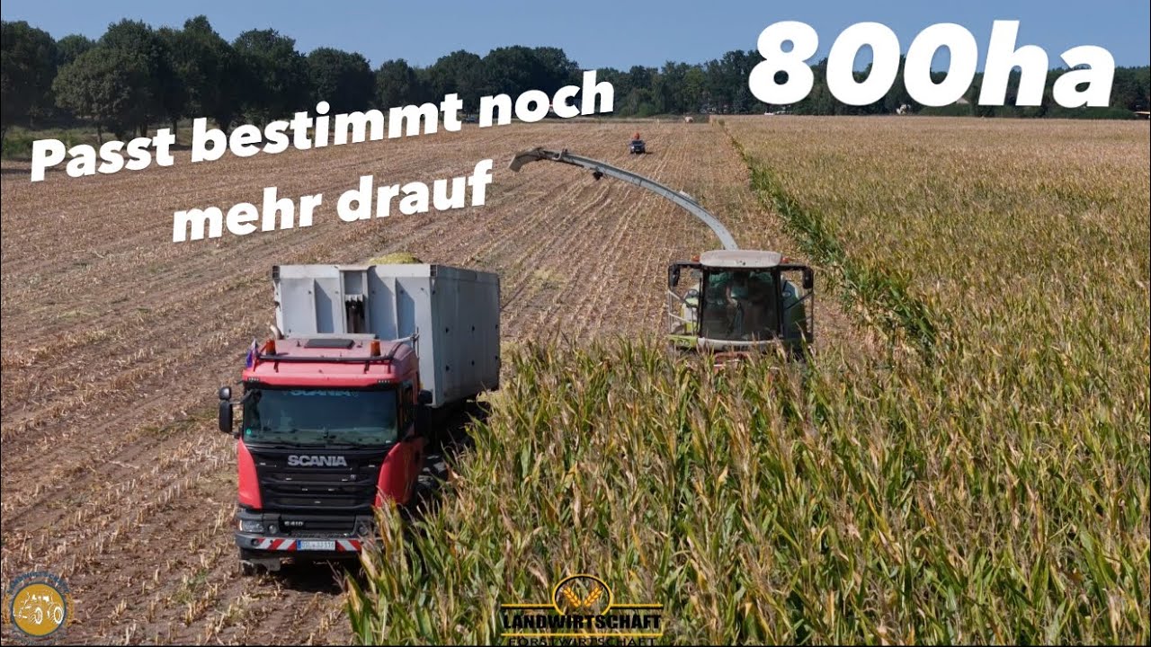 Passt bestimmt noch mehr drauf! 800ha Mais LU Thiemig Lohnauftrag Maishäckseln Landwirtschaft 2024