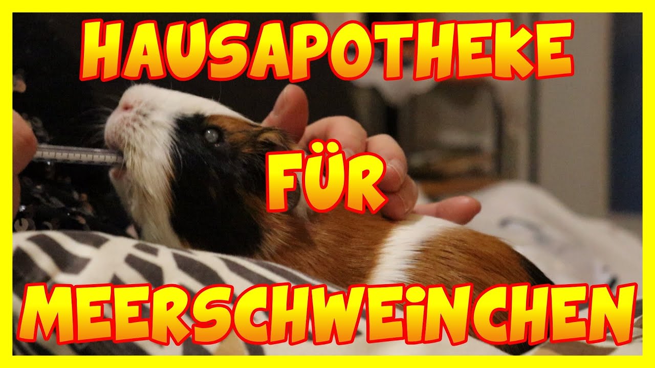 Hausapotheke für Meerschweinchen, sinnvolle Medikamente und Tipps.