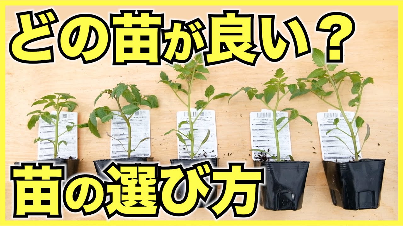 【家庭菜園】夏野菜の苗の選び方！ホームセンターで迷わない！美味しい野菜がたくさん採れる【ミニトマト】