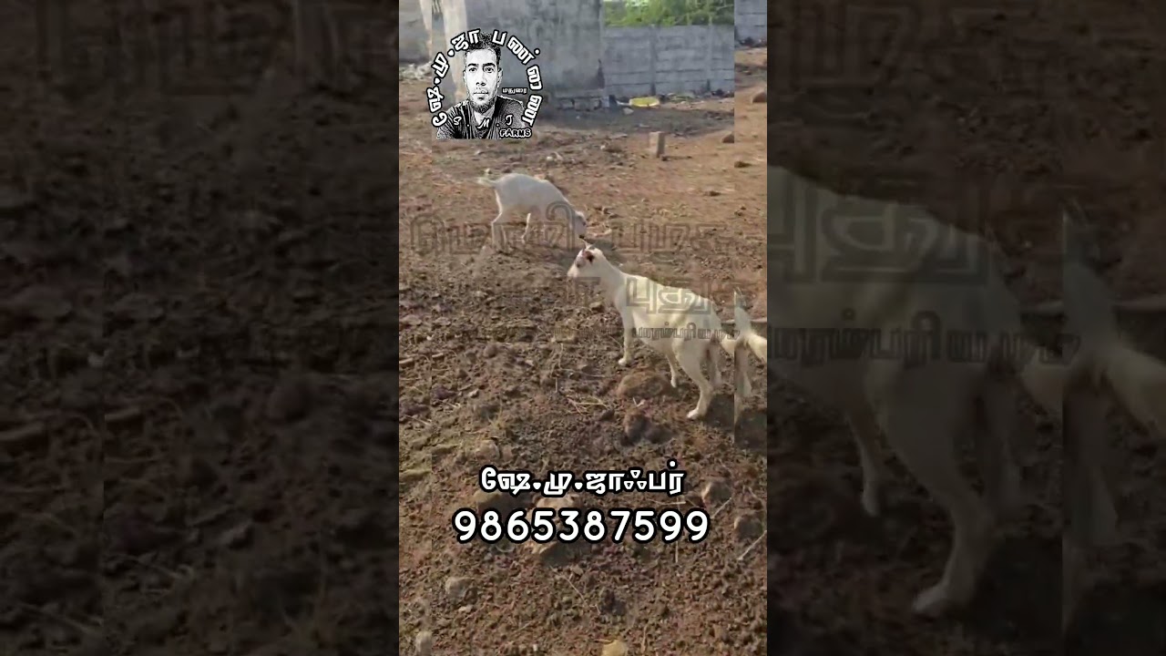 06.01.2025 | அஷாமி ஆடுகள் விற்பனைக்கு |  asami goats for sale