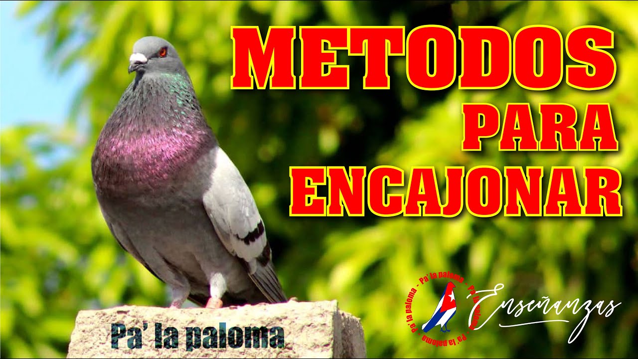 PALOMO DE CONQUISTA y la Prueba de Cajón. EXPLICACION y METODOS de MIJAIL EL PINTOR DE REGLA.