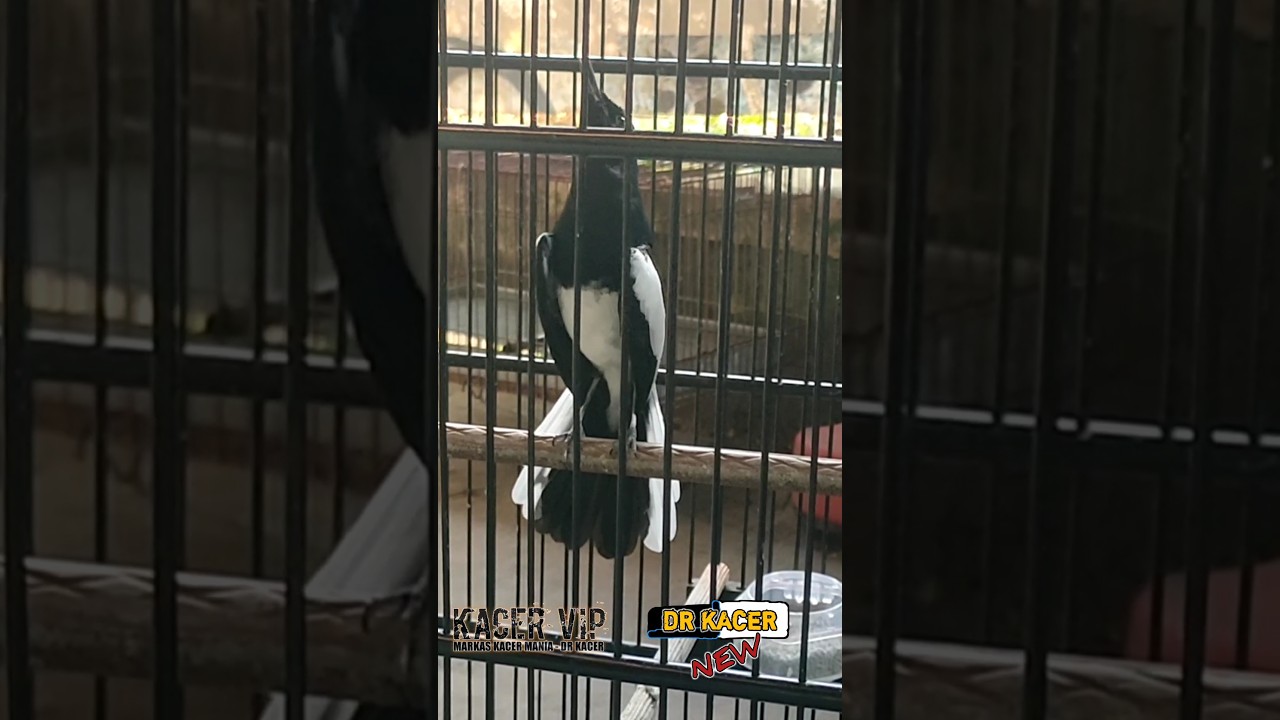 INI YANG HILANG FIGHTER | DR KACER TERBARU | MAGPIE ROBINS