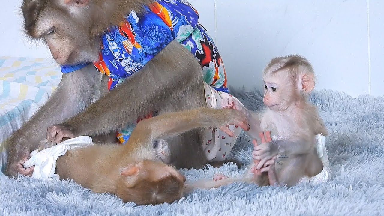 Baby Luka's Family Relaxing And Grooming Together
