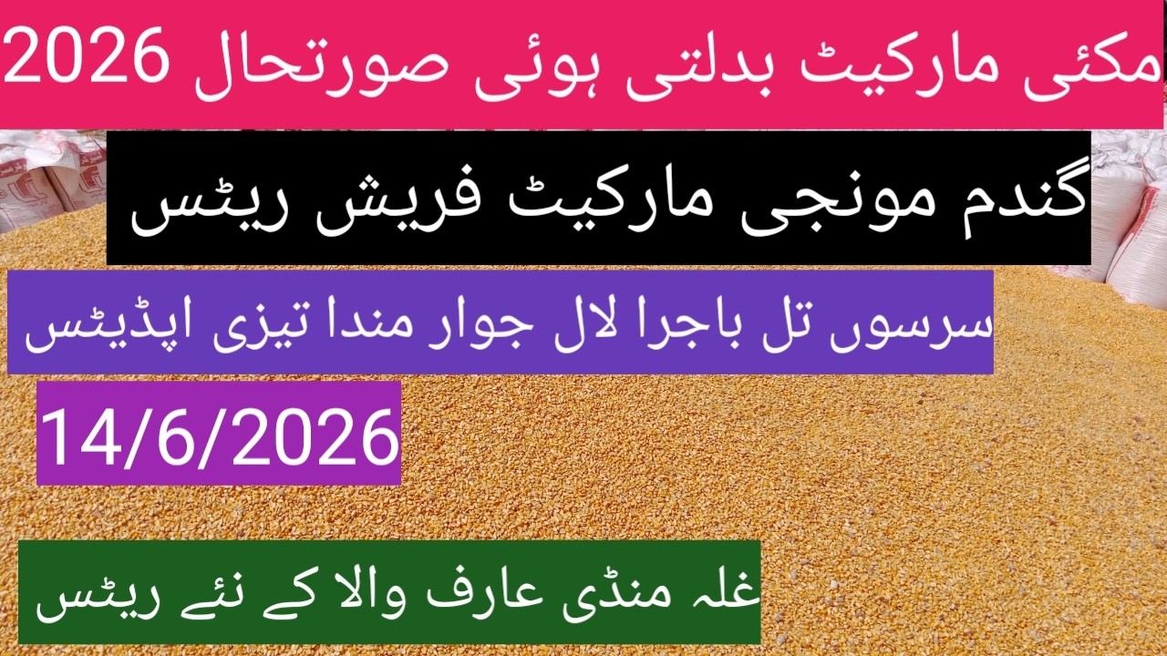 NoMakki munji ka rate today 2026| Ghalla Mandi Arifwala Punjab
