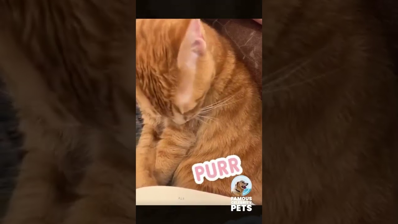 Jenna Fischer's Cat Getting Clean & Cozy 🐱 