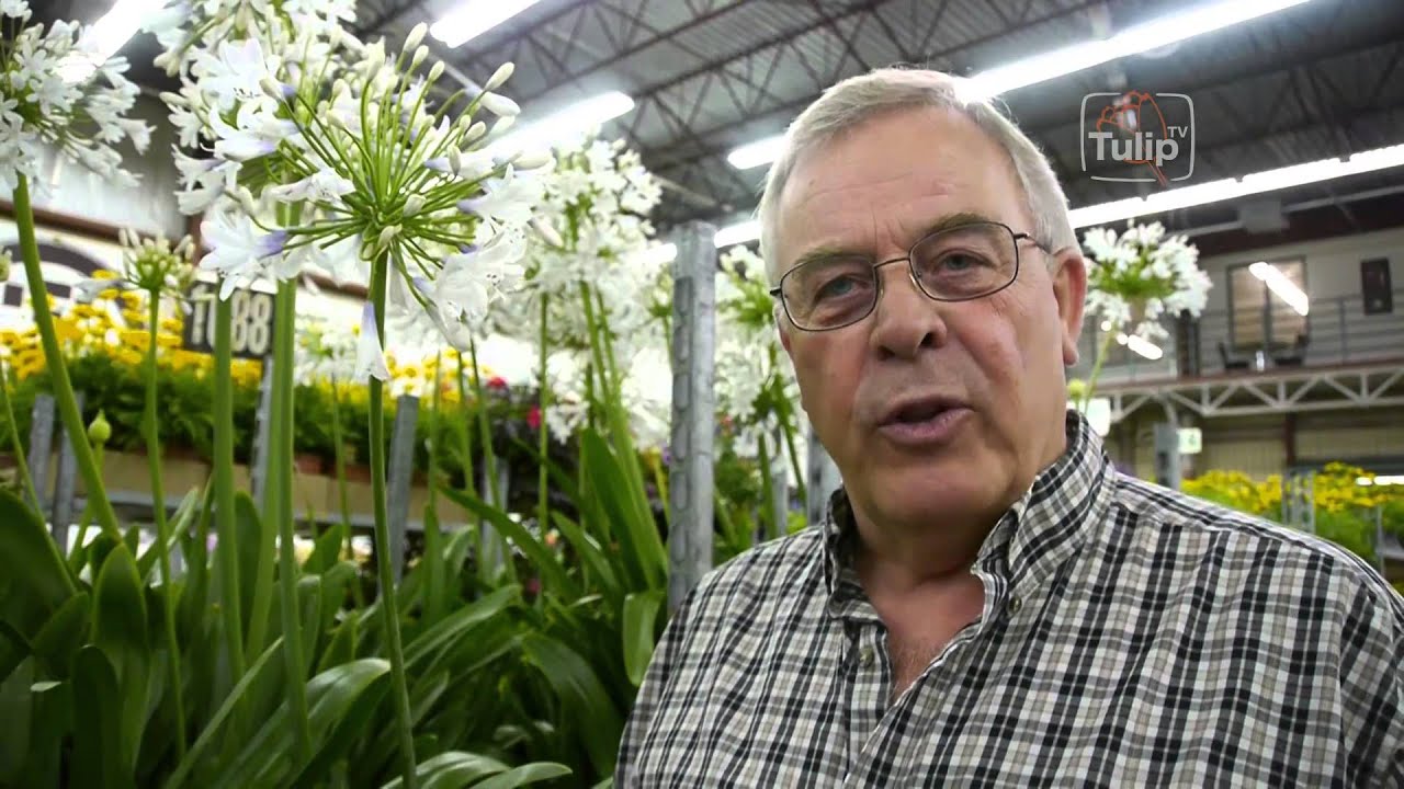 TulipTV - Dutch Flower Auctions & The Perfect Garden