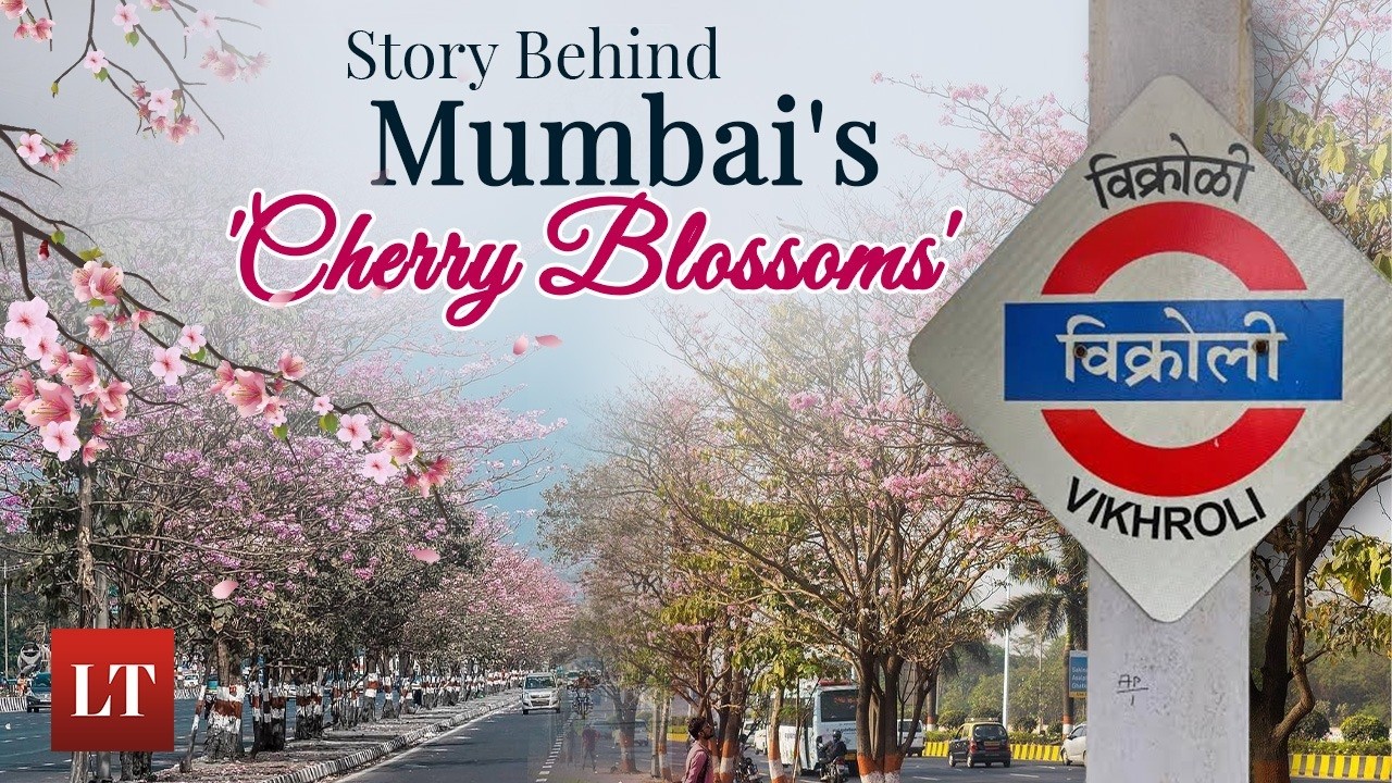 Why Vikhroli Turns Pink Every Year: The Story Behind Mumbai&rsquo;s Cherry Blossoms | Lokmat Times