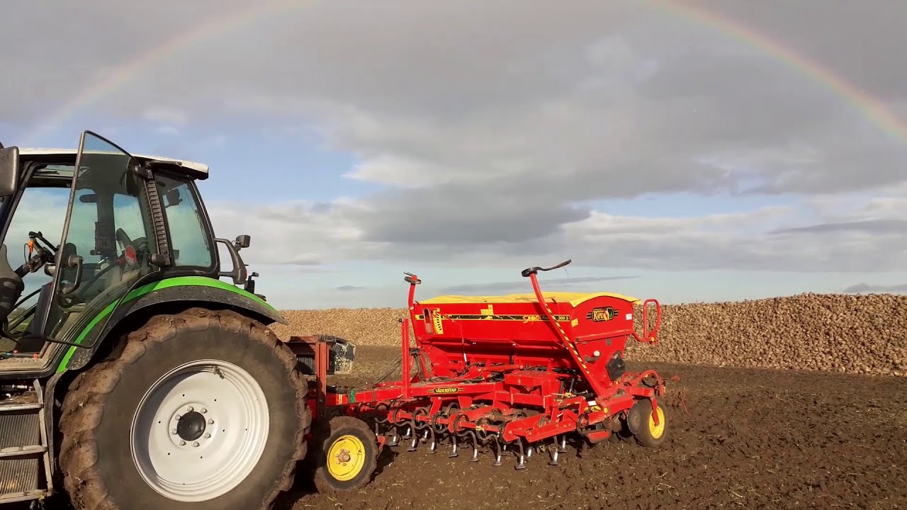 Weizen nach Zuckerrüben säen