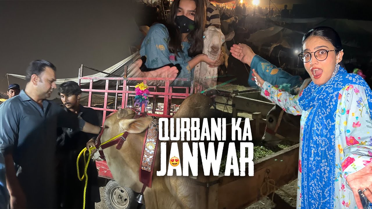 QURBANI KA JANWAR DEHKNY GAYE 😍 | 4 lac Ki Cow Pasand Agai 😅 | 40 Hazar Ka Sab Sy Sasta Bakra 😱