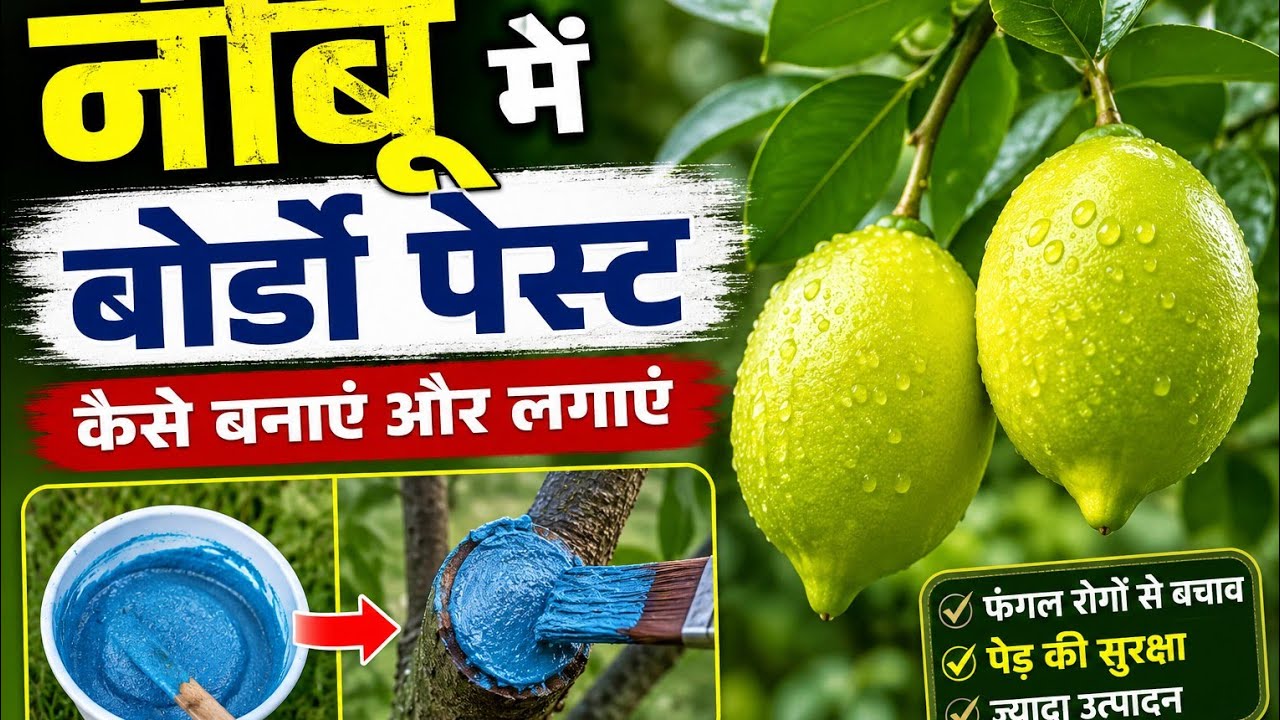 #नींबू में बोर्डों पेस्ट और पानी देने का तरीका!