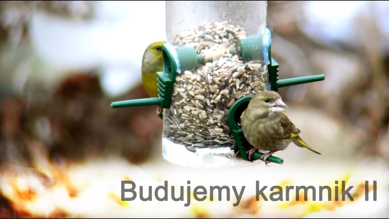 drugie życie karmnika
