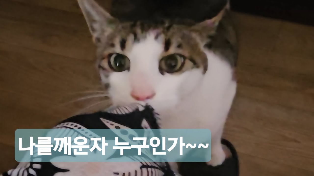 평온한잠자리가 깨지다^^