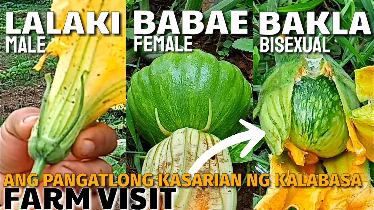 PAANO MALAMAN KUNG LALAKI O BABAE ANG KASARIAN NG KALABASA | D' GREEN THUMB