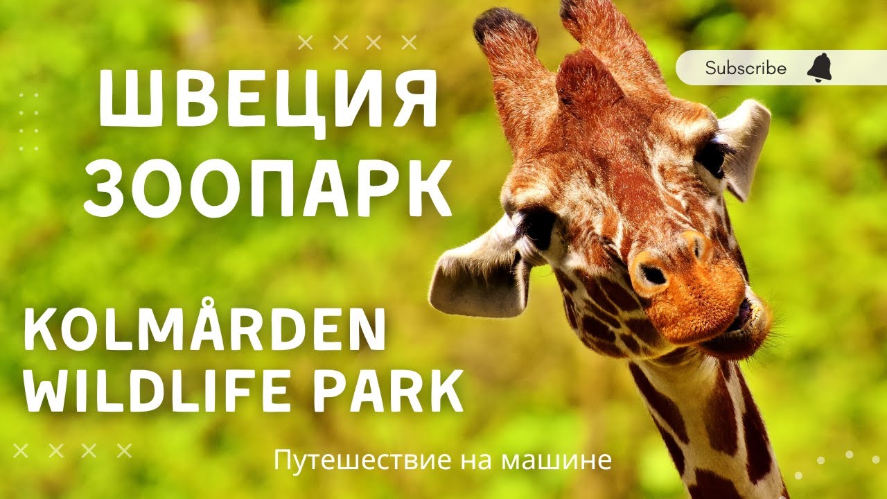 Кольморденский зоопарк. Helsinki - Stockholm. Kolm&aring;rden Wildlife Park.