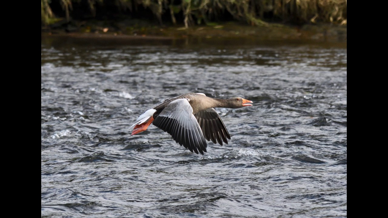 WILDLIFE AT TEIFI MARSHES IN 2016