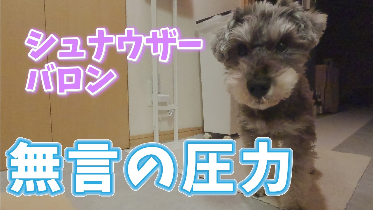 【シュナウザーバロン】深夜の無言の圧力！もう寝ろと催促に来る愛犬がシュールすぎた…笑
