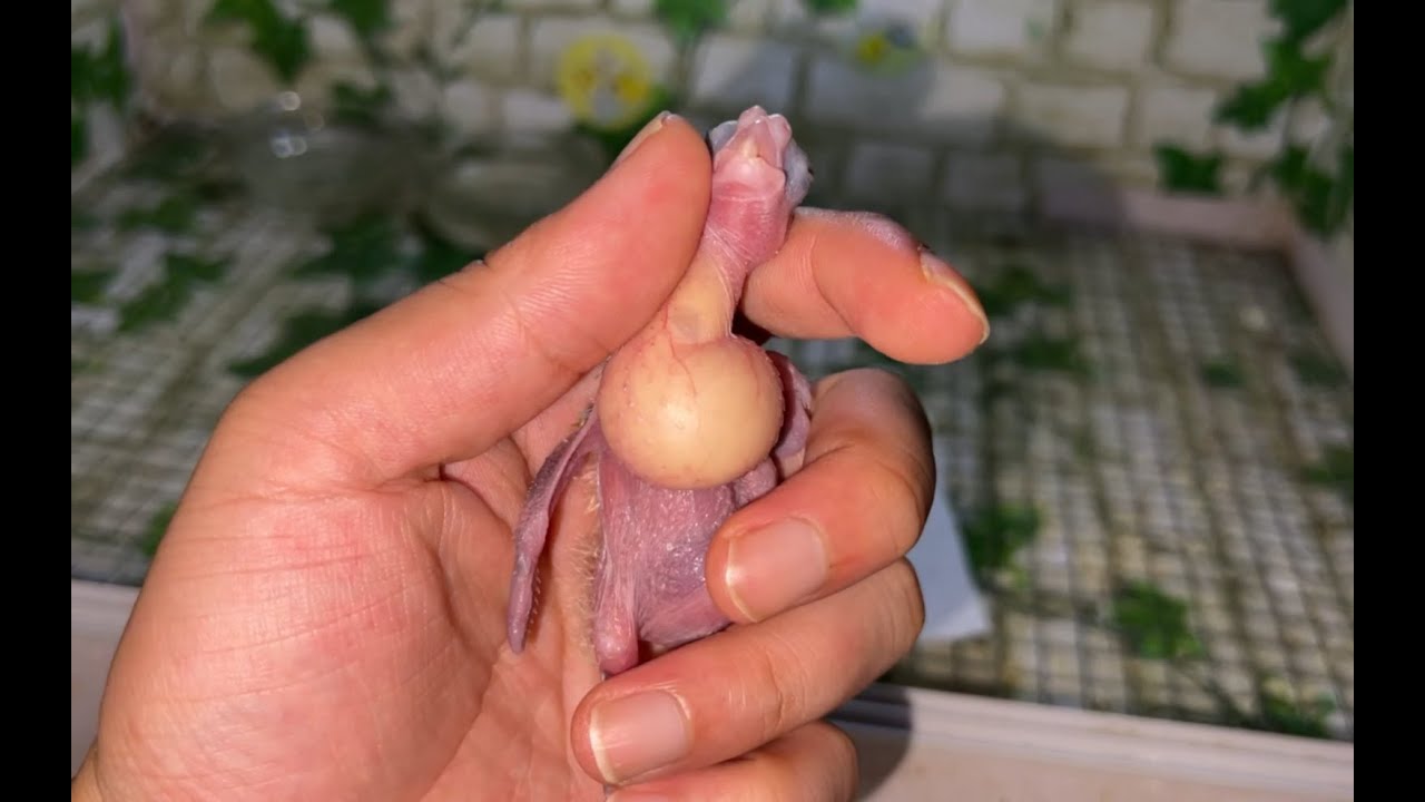 出壳十天的玄凤幼鸟，喂不饱根本喂不饱