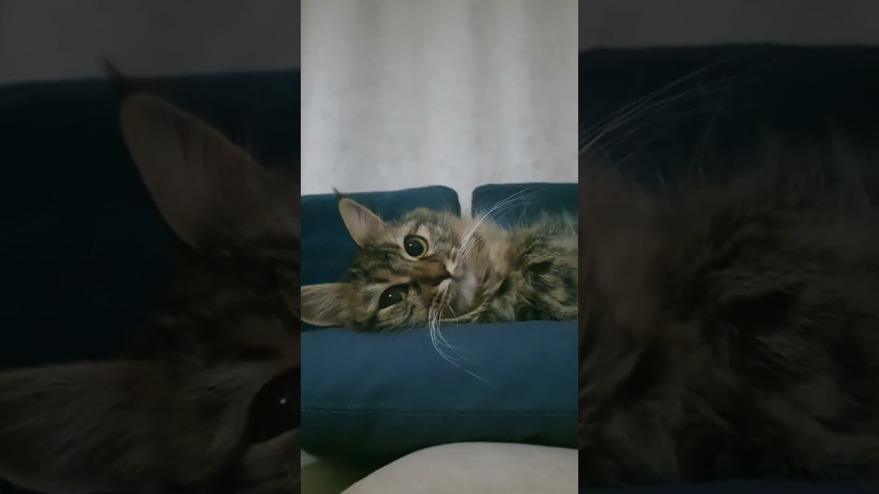 враздумьях про людей 😅#cat #красиваякошка #веселыекоты #котик