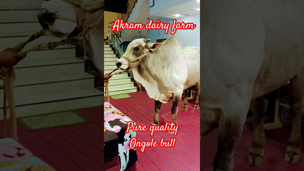 #pure #quality #ongole #bull #only for #show #rip #top #breed #indian #bulls in #india #pets #shorts