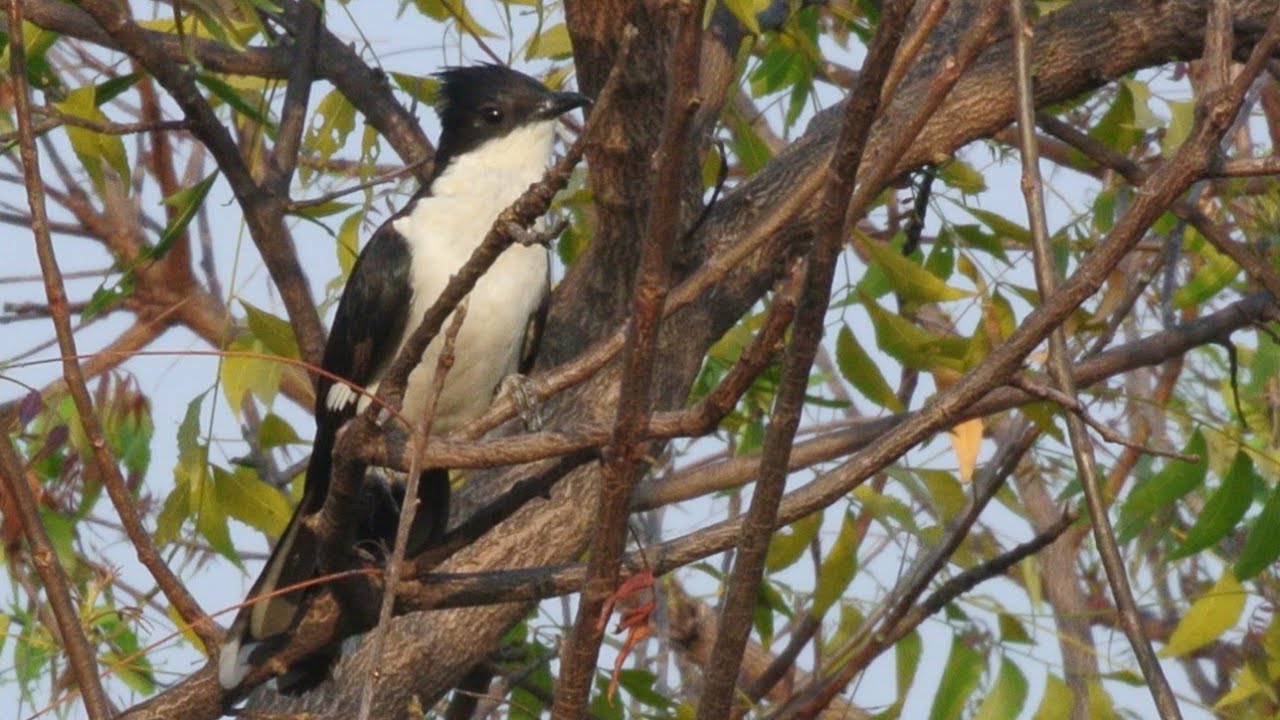 Jacobin Pied Cuckoo calls | crested pied cuckoo sound