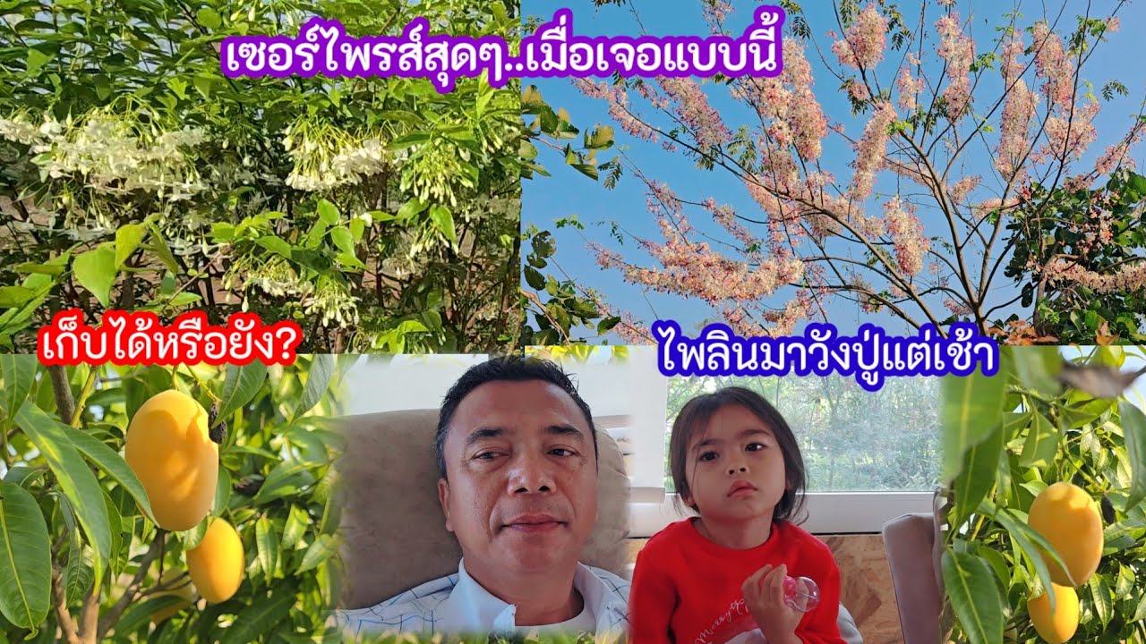 เซอร์ไพรส์สุดๆเมื่อเจอแบบนี้ ถามFCเก็บได้หรือยัง บานสะพรั่งรอบวังปู่