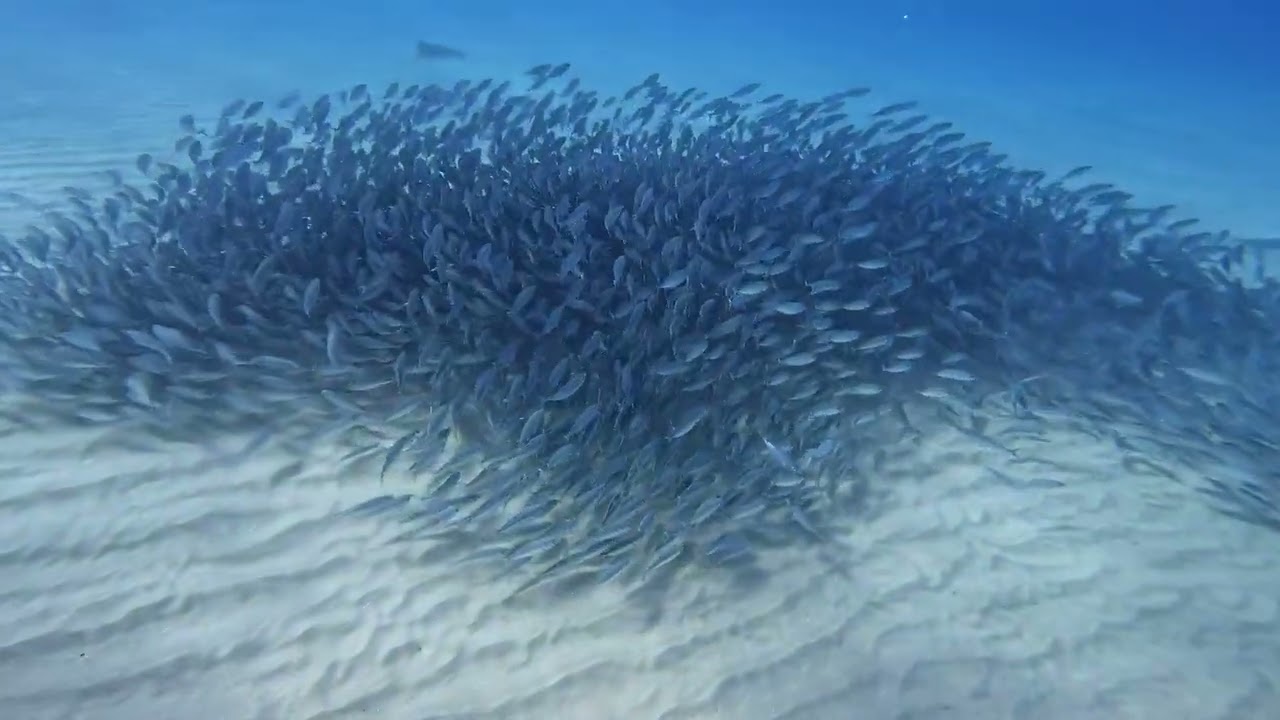 Whales singing in Maui