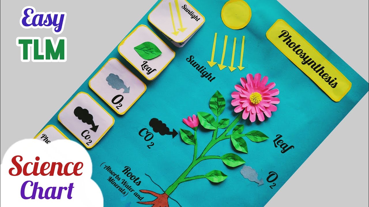 Photosynthesis Science Project/ Photosynthesis Science Chart/Science Working Model/ Science TLM Easy