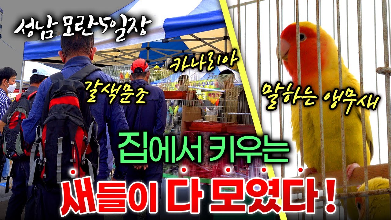 성남 모란5일장/집에서 키우는 새들이 다 모였다/말하는 앵무새, 카나리아, 갈색문조, 흰문조/오일장터/5일장 투어/오일장 장사/전통시장/도심 속 5일장/모란시장