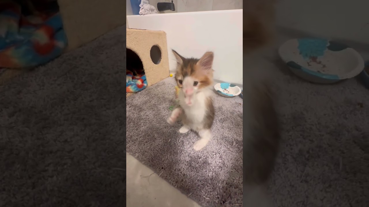 Cute Calico Kitten