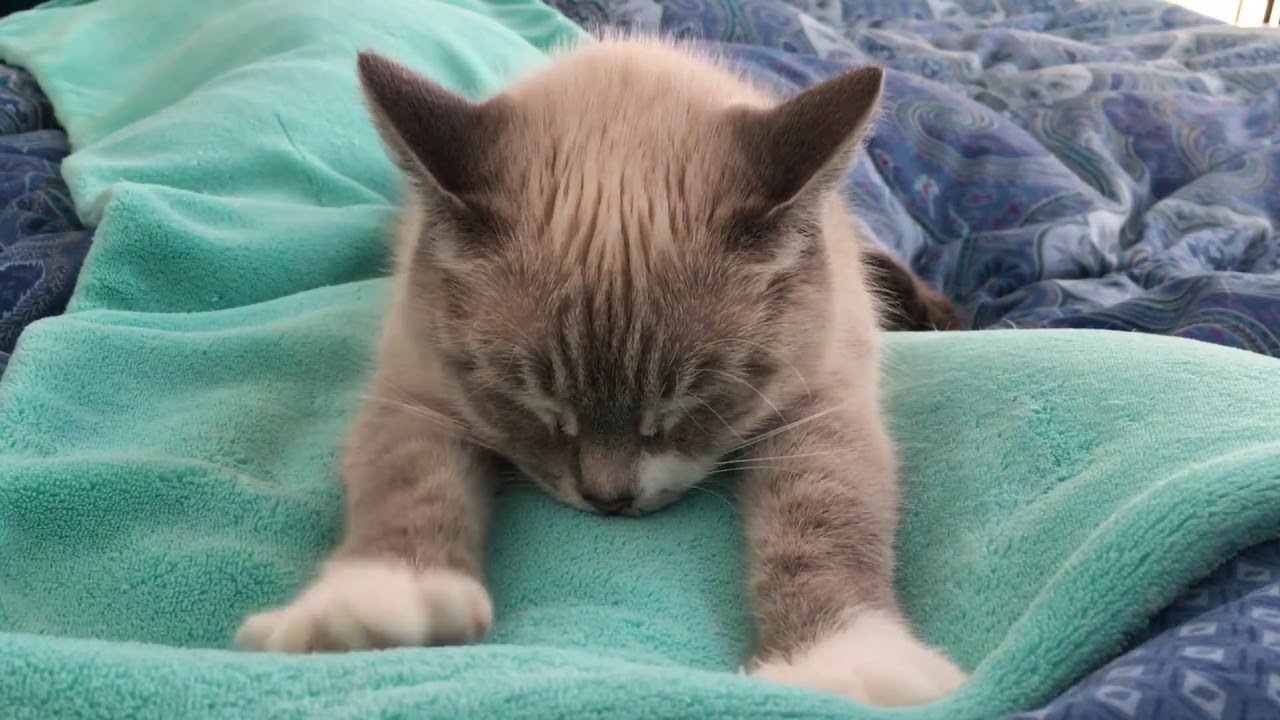 CAT COMPILATION - Cats Making Biscuits, Cats Kneading with relaxing music - Part 1