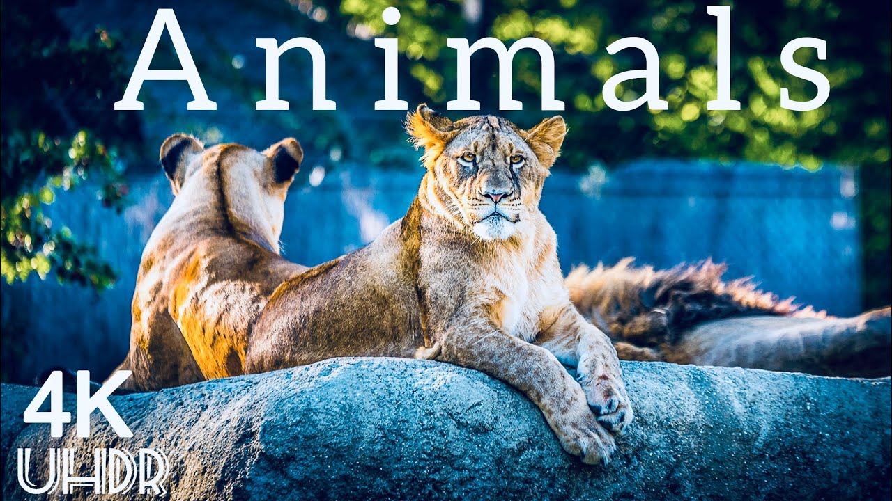 Animals 4K UHDR Population World Nature Music Video