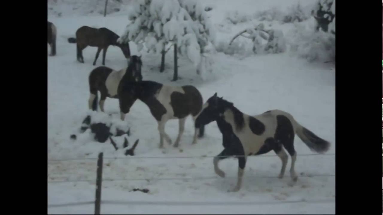 Pinto Paso Finos in the Snow