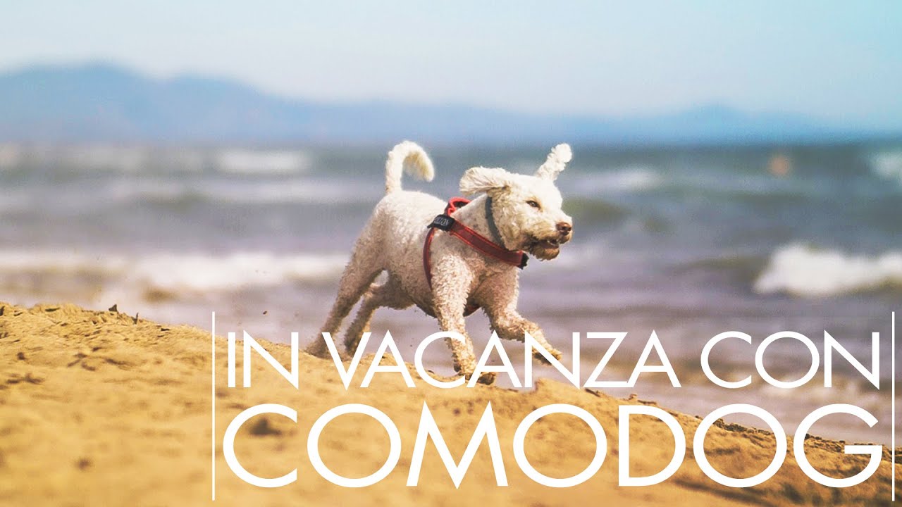 Viaggio negli Hotel Pet Friendly della costa Maremmana | Le Camere Comodog del Camping Le Marze