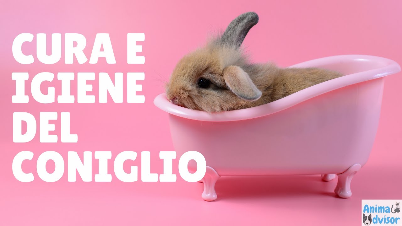 Cura e Igiene del Coniglio: Consigli Utili!
